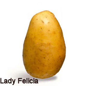 Lady Felicia